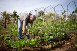 Huerto agroecológico | Kampus Production, Pexels