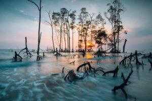 Manglar al atardecer. Pok Rie, Pexels.