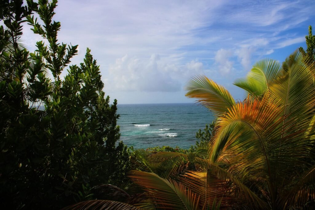 Bosque costero en Puerto Rico. Foto: Ricardo Olvera, Pexels.